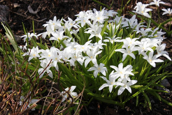 Chionodoxa gigantea f. alba