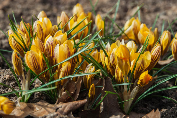 Najčešći među ranocvjetnim je šafran zlatnocvjetni ili zlatni (Crocus chrysanthus)