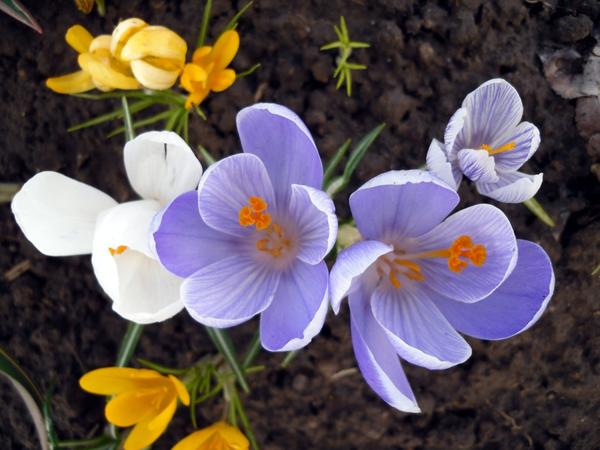 Botanički šafrani cvjetaju ranije, ali hibridni su veći