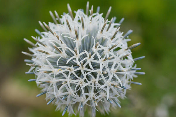 Echinops ritro