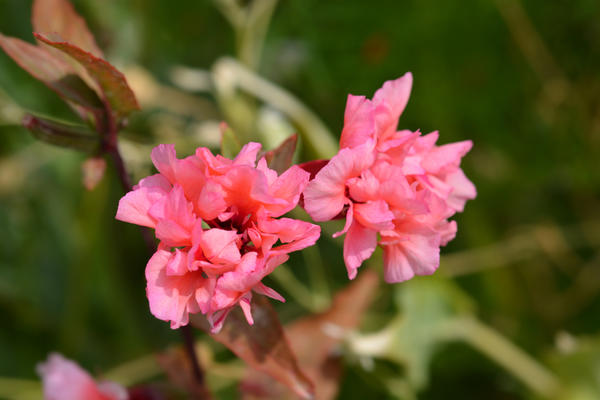 Clarkia neven Salmon Princess