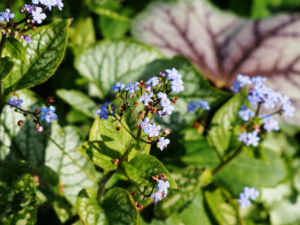 Brunnera macrophylla Jack Frost