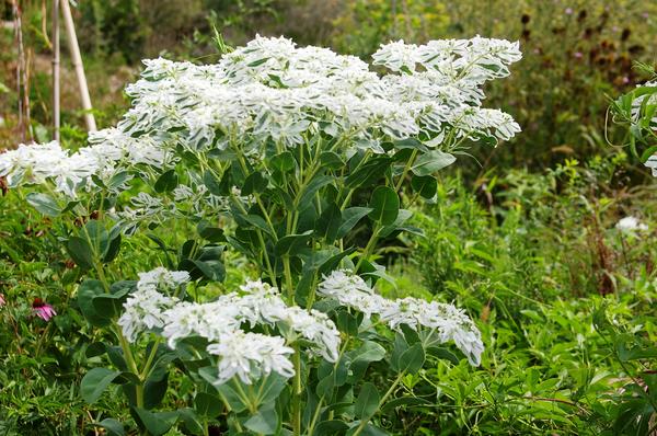 Euphorbia obrubljena. Fotografija autora