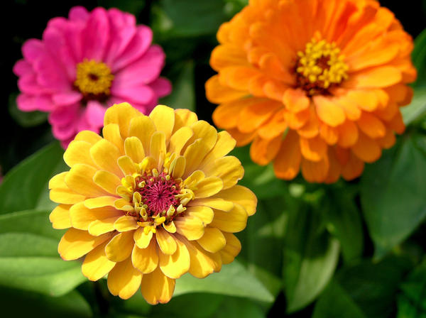 Zinnia graciozna