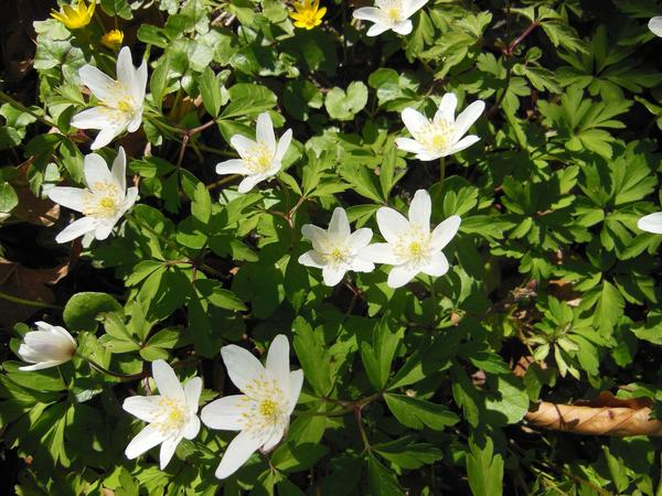 Anemone hrastova šuma