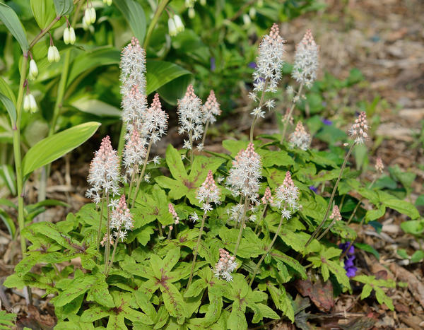 Tiarella cvjeta