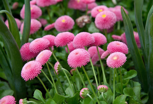 Višegodišnja tratinčica (Bellis perennis) 