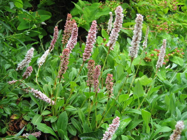 Srodan knotu ili persicaria - spektakularna trajnica, fotografija autora