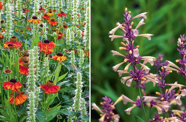 Lijevo: sklad oblika i boja &amp;amp;amp;ndash; Alabaster polygonum s bijelim cvjetovima i Waltraut helenium. Desno: Summer Glow u južnim krajevima zadržava lišće čak i zimi. U srednjoj zoni uoči hladnog vremena treba ga pokriti