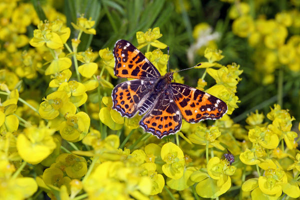 Cvjetovi čempresa Euphorbia imaju jaku aromu