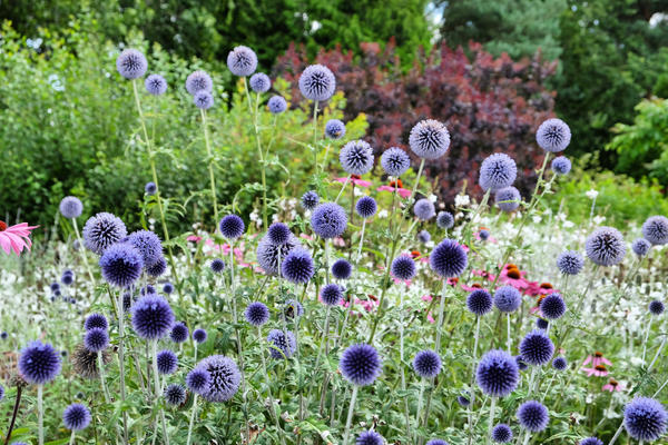 Obični Echinops Veitch's Blue