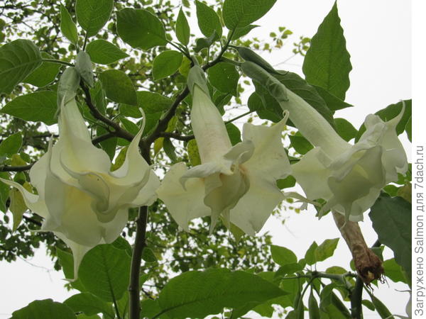 Brugmansia u večernjem vrtu