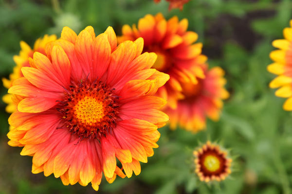 Gaillardia spinosa cvjeta