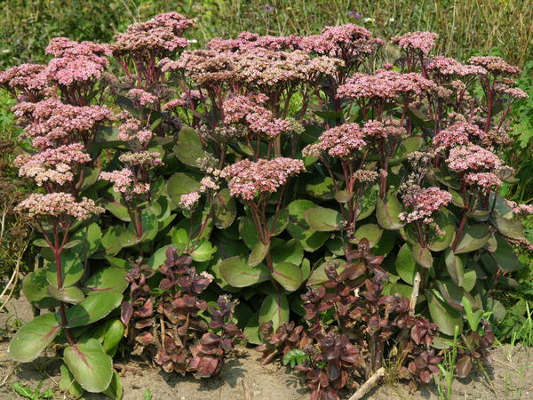 Obični sedum &amp;amp;amp;amp;amp;amp;lsquo;Matrona&amp;amp;amp;amp;amp;amp;amp;rsquo;