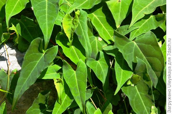 Polygonum multiflora - višegodišnja loza, fotografija autora