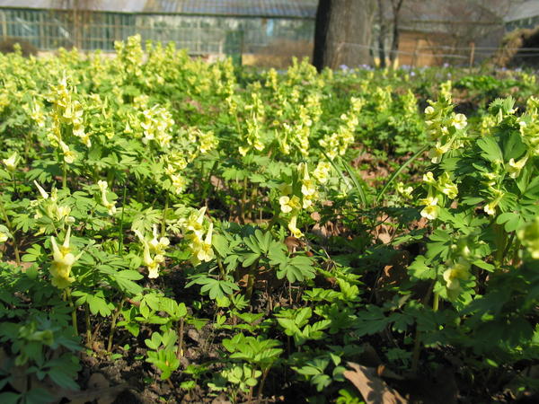 Corydalis brakt (C. bracteata)