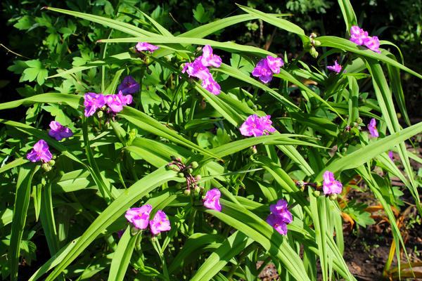 Tradescantia ima usko, dugo lišće