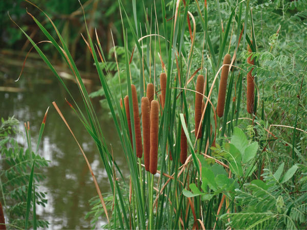 Cattail (biljka na fotografiji) najčešće se pogrešno naziva trskom. Ali trska je sasvim druga biljka. Idemo shvatiti tko je tko