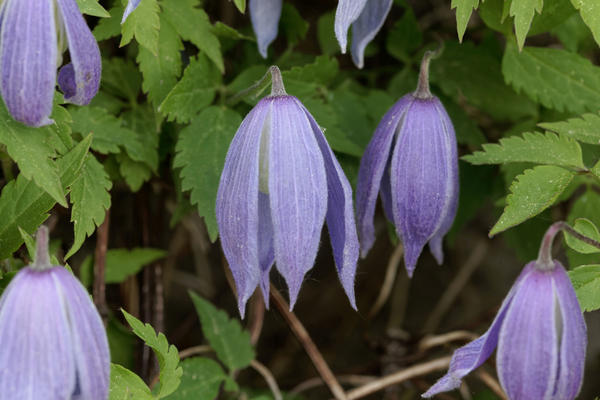 Clematis alpski