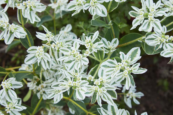 Euphorbia obrubljena, sorta Early Snow