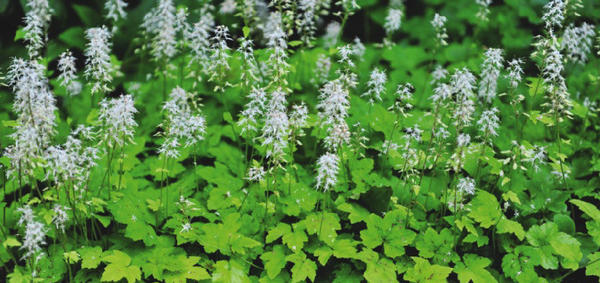 Tiarella cordifolia