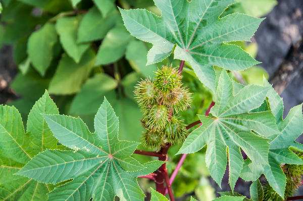 Zeleni ricinus