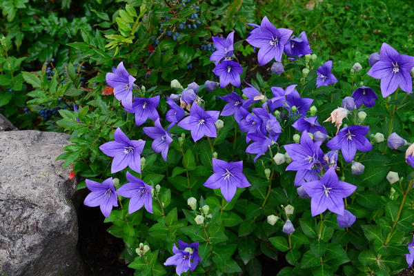 Platycodon grandiflora, ili zvončić