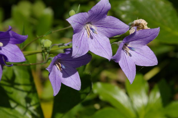 Broadbell grandiflora. Fotografija autora