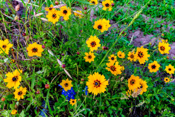 Coreopsis u prirodi