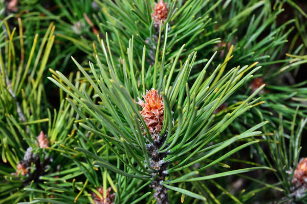 Planinski bor (Pinus mugo)