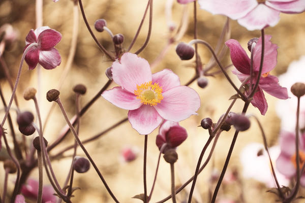 Japanska žarnica (Anemone hupehensis var. japonica)