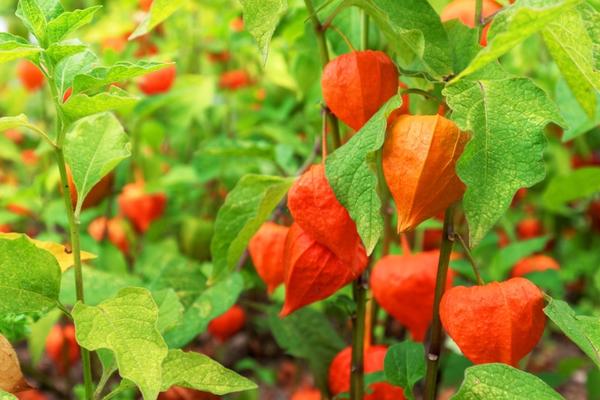 Physalis vulgaris