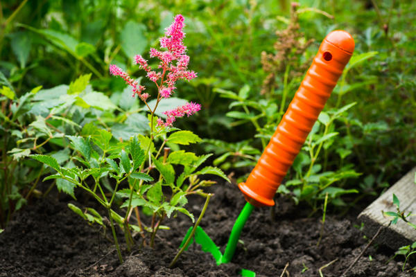 Sadnja astilbe