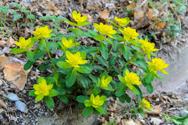 Euphorbia multiflora je nepretenciozna i otporna na mraz