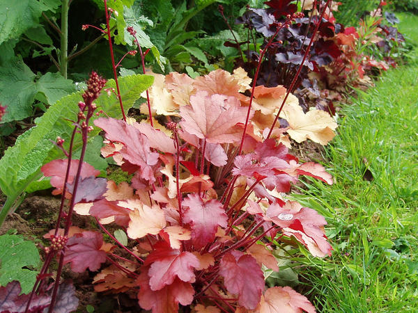 Heuchera granica. Fotografija: amandabhslater putem Foter.com