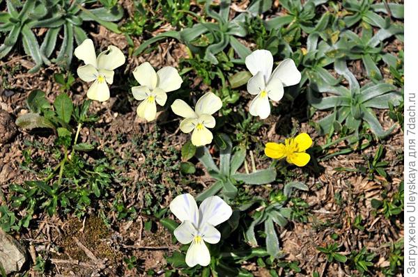 Višegodišnja etolska ljubičica. Fotografija s greekflora.gr