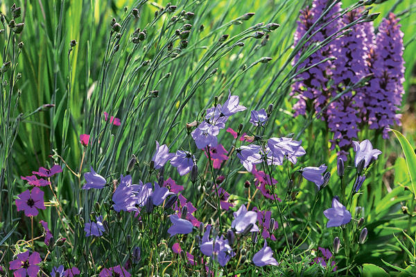 Campanula rotundifolia u društvu tamnoružičaste pepeljaste pelargonije i majskog palmastog korijena