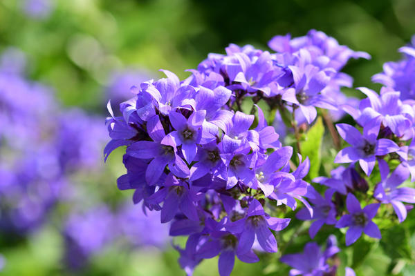 Campanula lactiflora