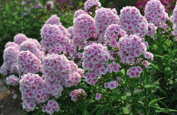 Phlox Čarobna frula