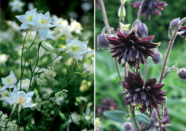 Aquilegia fanata 'Juwel Weiss' (lijevo) i Aquilegia vulgare 'Black Barlow' (desno)