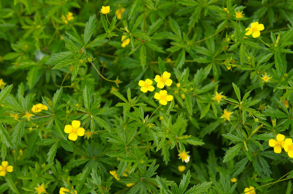 Kalgan, ili Potentilla erectus