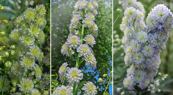 Delphiniums s lijeva na desno: Green Twist, Jutarnji izlazak sunca, Mjesečeva svjetlost