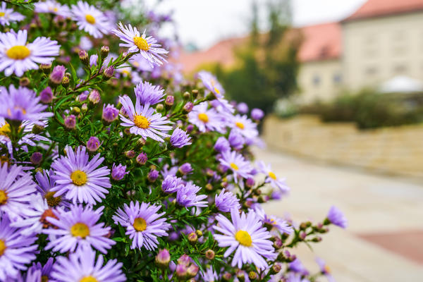 Aster novobelgica