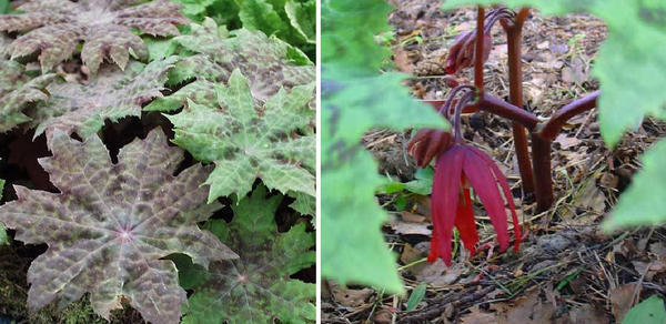 Podophyllum Delave. Fotografija lijevo: © Anna Petrovicheva, flower.onego.ru. Fotografija desno: © Tatyana Shakhmanova, flower.onego.ru