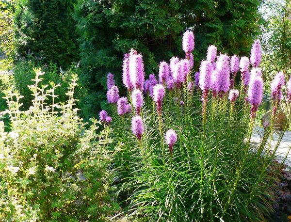 Liatris spicata. Foto Tatiana (Makta)