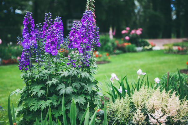 Delphinium u vrtu definitivno neće proći nezapaženo