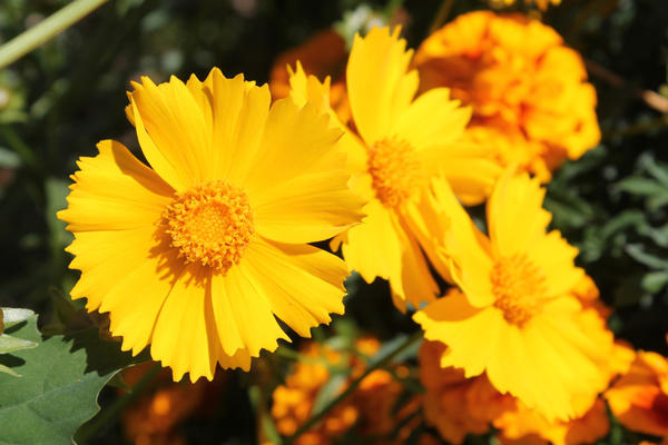 Coreopsis kopljast. Raznolikost Goldfink