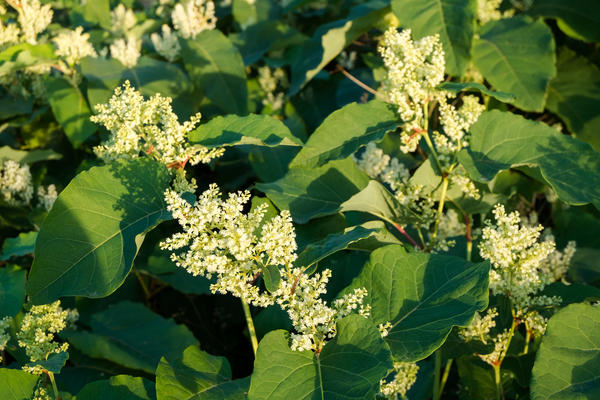 Reinutria sakhalinensis, poznatija kao sahalinska heljda