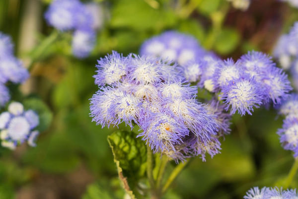 Ageratum