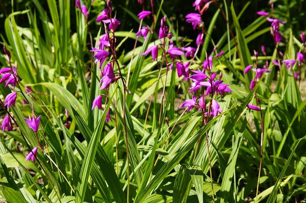 Vrtna orhideja - Bletilla foldata u mom objektivu. Fotografija autora